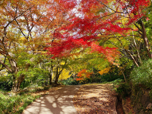 【11月開催】六甲山🍁秋のツアーレポ