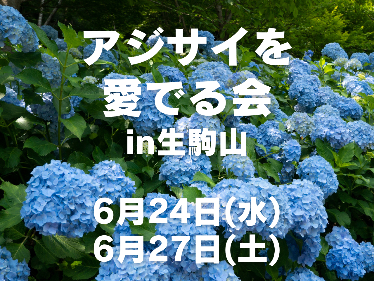 【6月開催】女性のためのアジサイを見る会 in 生駒山